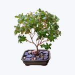 Pyracantha Bonsai